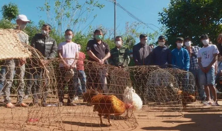 Nghiên cứu kỹ lưỡng về 2 chiến kê trước khi cá cược đá gà FUN88